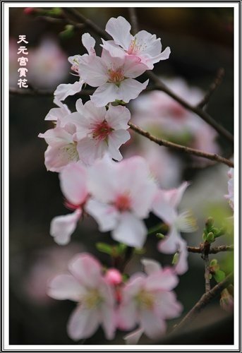 天元宮賞花(二)20.jpg