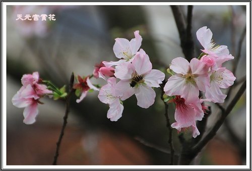 天元宮賞花(二)21.jpg