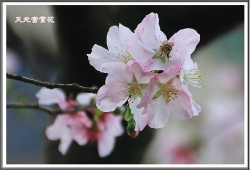 天元宮賞花(二)22.jpg