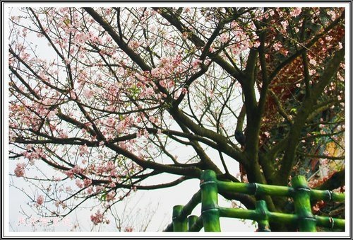 天元宮賞花(二)28.jpg
