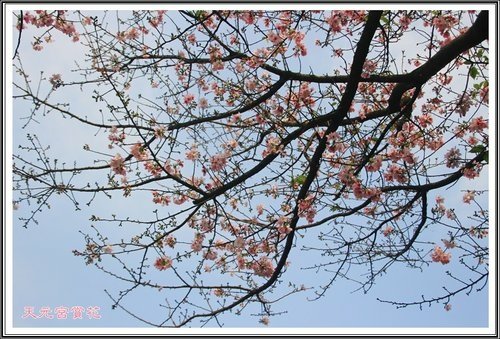天元宮賞花(二)30.jpg
