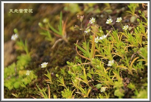 天元宮賞花(二)29.jpg