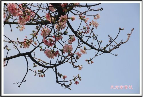 天元宮賞花(二)32.jpg
