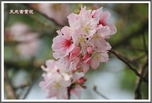 天元宮賞花(二)34.jpg