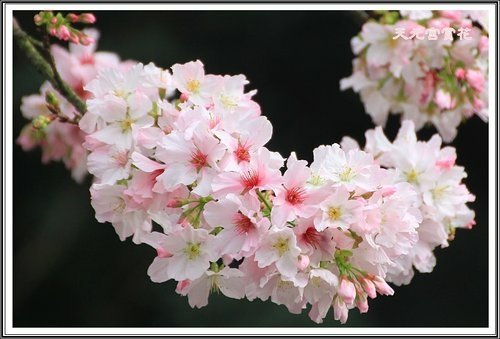 天元宮賞花(三)03.jpg