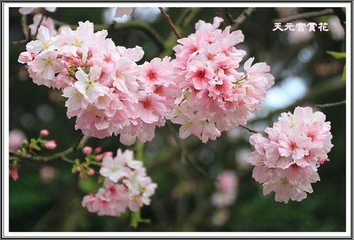 天元宮賞花(三)04.jpg