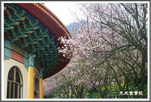天元宮賞花(三)06.jpg