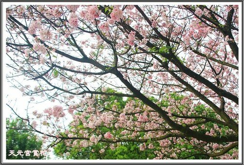 天元宮賞花(三)09.jpg