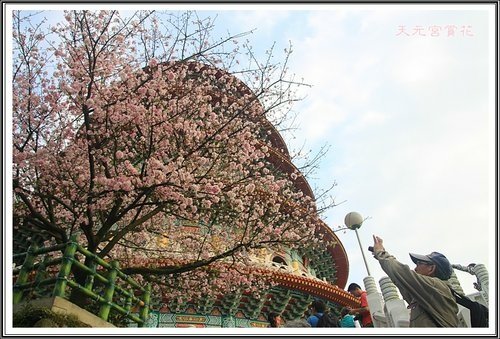 天元宮賞花(三)12.jpg