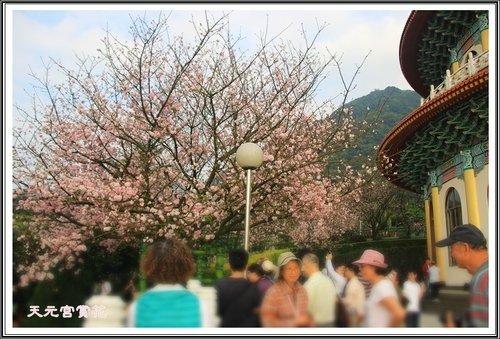 天元宮賞花(三)08.jpg