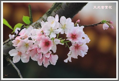 天元宮賞花(三)18.jpg