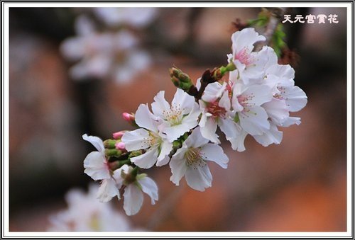 天元宮賞花(三)17.jpg