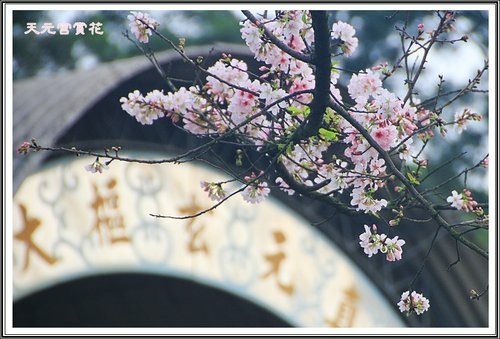 天元宮賞花(三)13.jpg