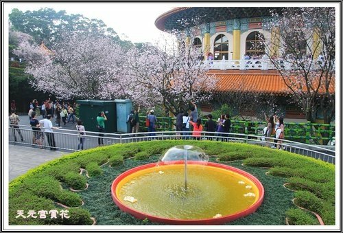 天元宮賞花(三)14.jpg