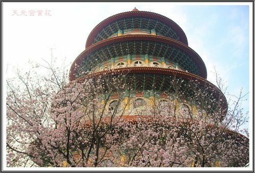 天元宮賞花(三)16.jpg