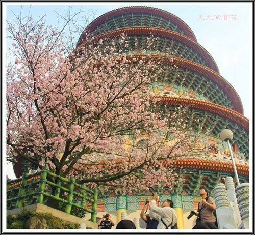 天元宮賞花(三)19.jpg