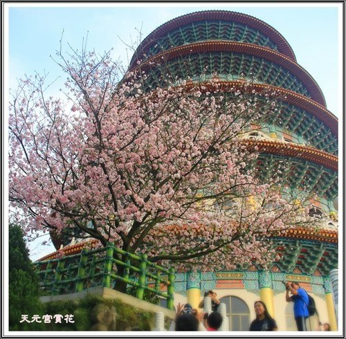 天元宮賞花(三)21.jpg