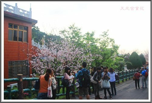 天元宮賞花(三)23.jpg