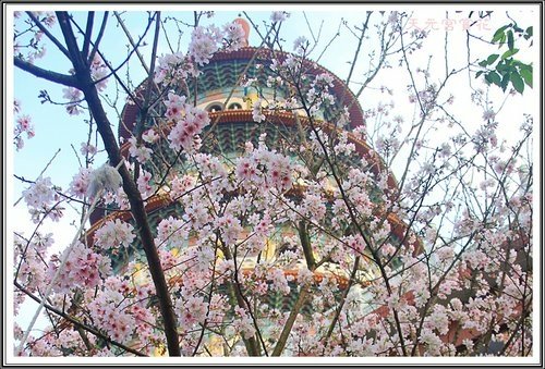 天元宮賞花(三)22.jpg