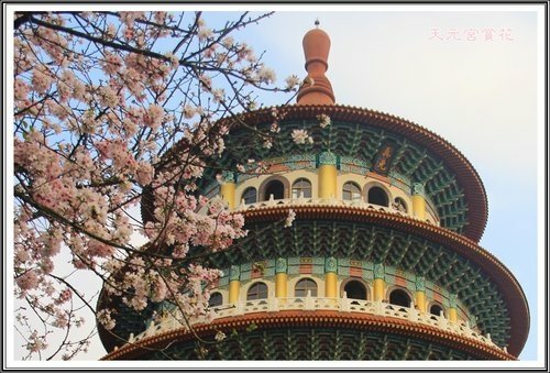 天元宮賞花(三)24.jpg