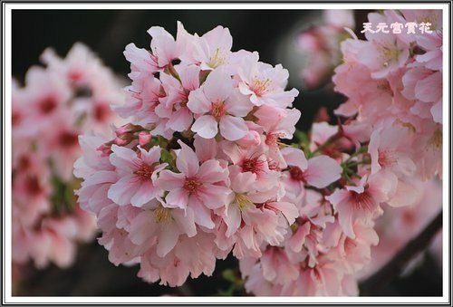 天元宮賞花(三)27.jpg