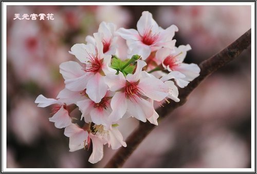 天元宮賞花(三)26.jpg