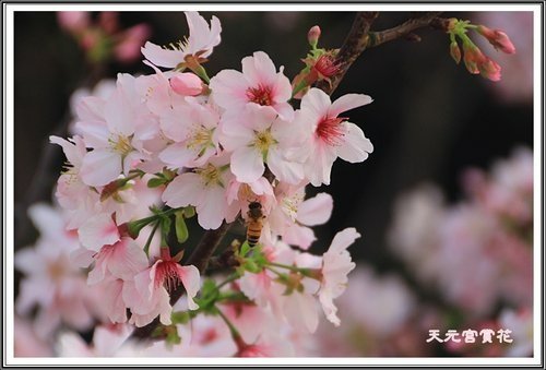 天元宮賞花(三)29.jpg
