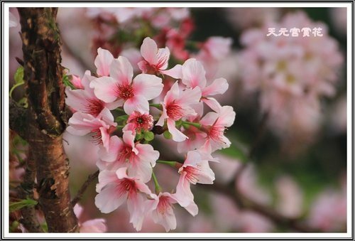 天元宮賞花(三)28.jpg