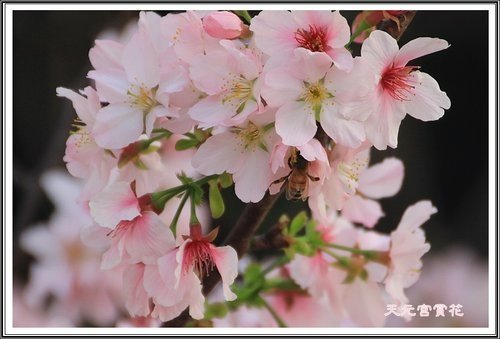 天元宮賞花(三)30.jpg