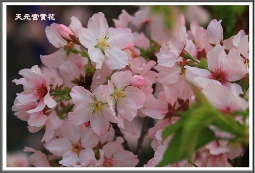 天元宮賞花(三)33.jpg