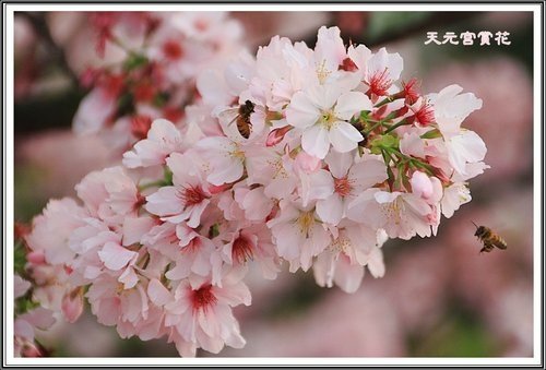 天元宮賞花(三)31.jpg