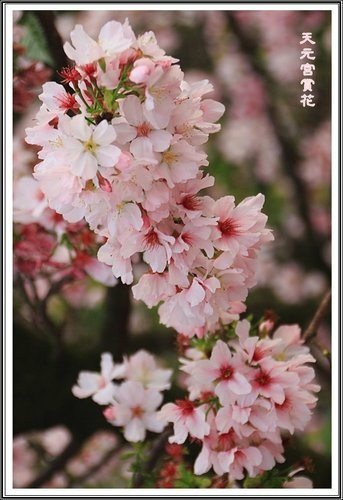 天元宮賞花(三)32.jpg