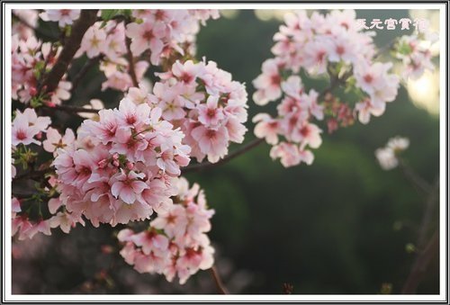 天元宮賞花(三)34.jpg