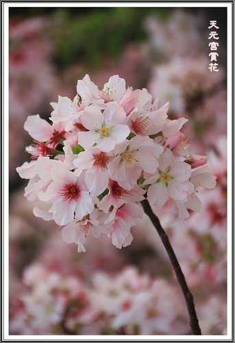 天元宮賞花(三)35.jpg