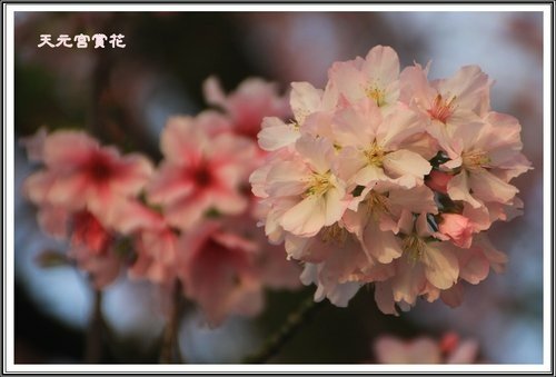 天元宮賞花(三)37.jpg