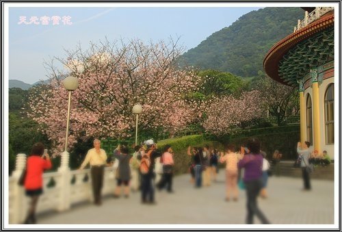 天元宮賞花(三)36.jpg