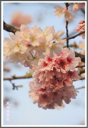 天元宮賞花(三)39.jpg