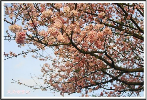 天元宮賞花(三)40.jpg