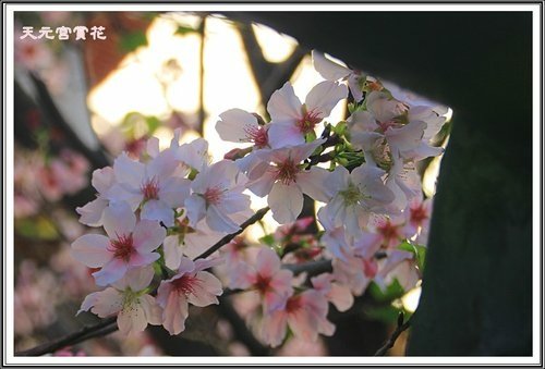 天元宮賞花(三)46.jpg