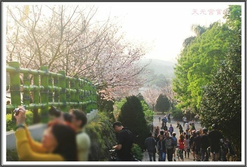 天元宮賞花(三)45.jpg