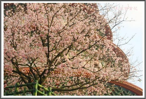 天元宮賞花(三)41.jpg