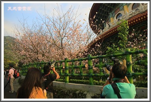 天元宮賞花(三)44.jpg
