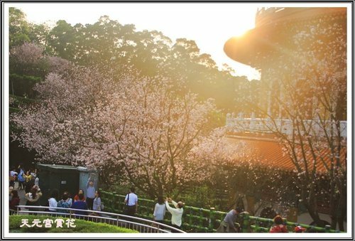 天元宮賞花(三)48.jpg