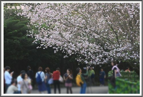 天元宮賞花(三)50.jpg