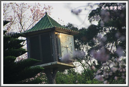 天元宮賞花(三)47.jpg