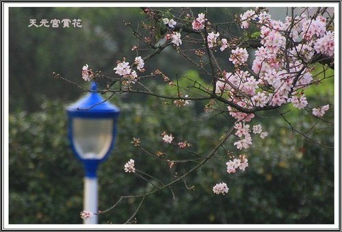 天元宮賞花(三)49.jpg