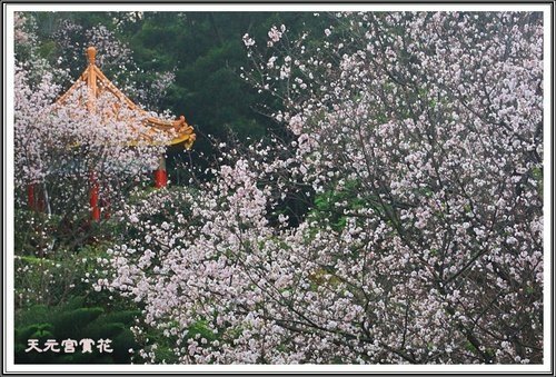 天元宮賞花(三)52.jpg