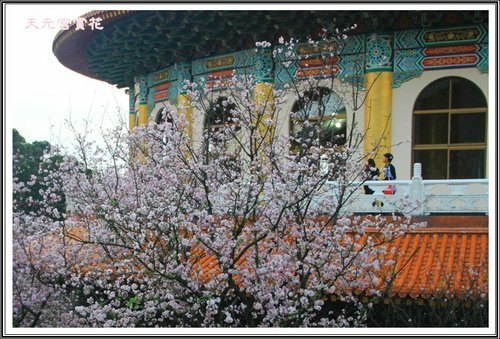 天元宮賞花(三)51.jpg