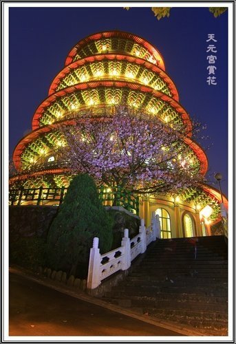 天元夜櫻%26;日本紅楓05.jpg