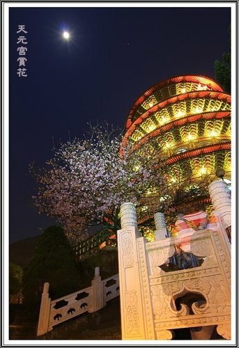 天元夜櫻%26;日本紅楓07.jpg